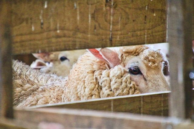Een praktische gids voor schapen hek: veiligheid en stijl in één